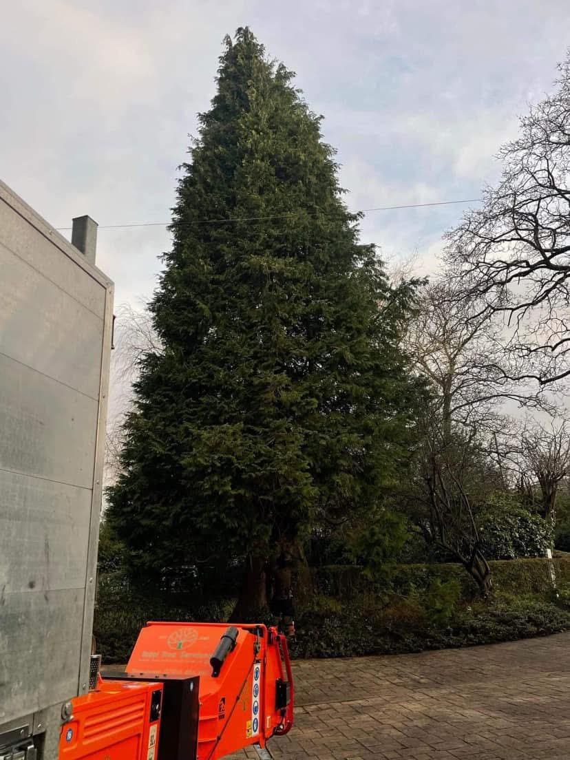 Wood chipper processing branches after tree surgery work