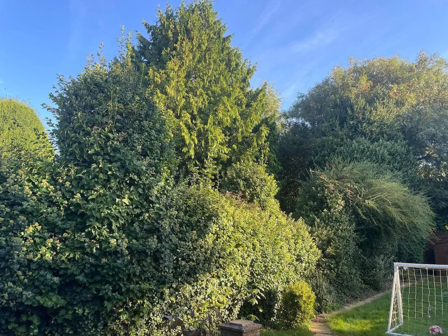 Overgrown trees and hedging requiring professional tree surgery