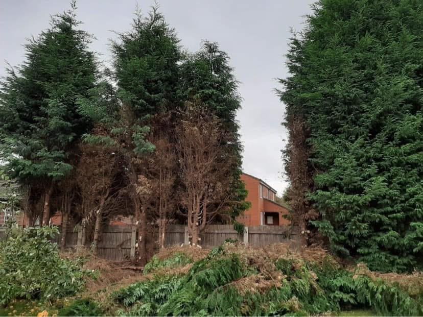 Conifer trees being reduced and shaped by professional tree surgeon