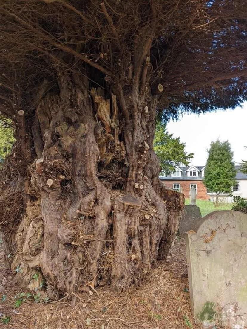 Ancient yew tree being carefully pruned by Oaklands tree care team