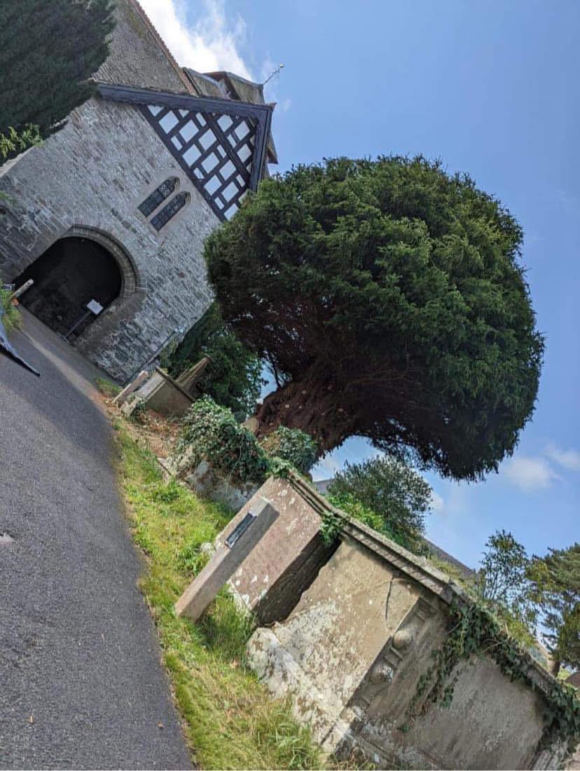 Tree Surgery services in Glasgow by Oaklands Treecare